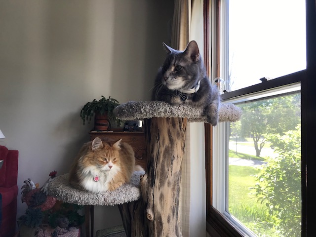 CatsOnTree